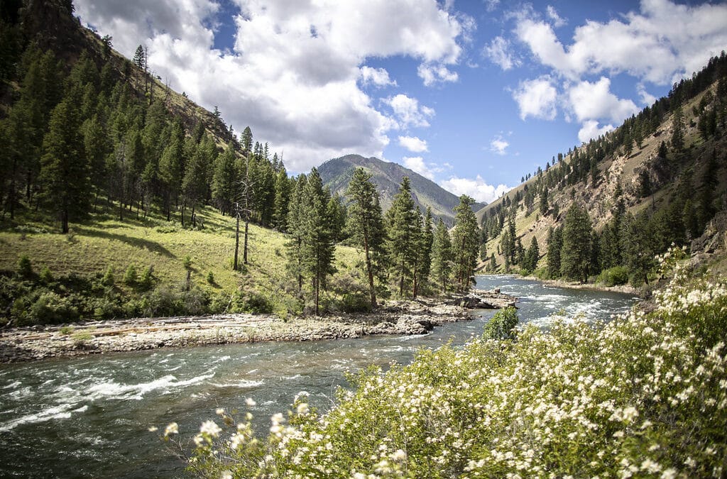 Middle Fork Salmon History