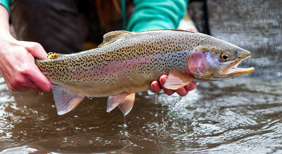 Middle Fork fly fishing trout catch